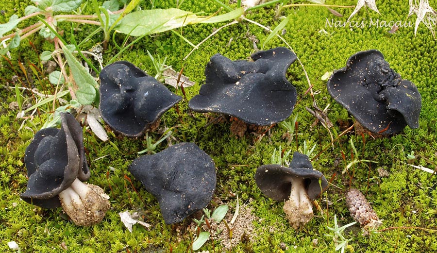 Helvella helvellula