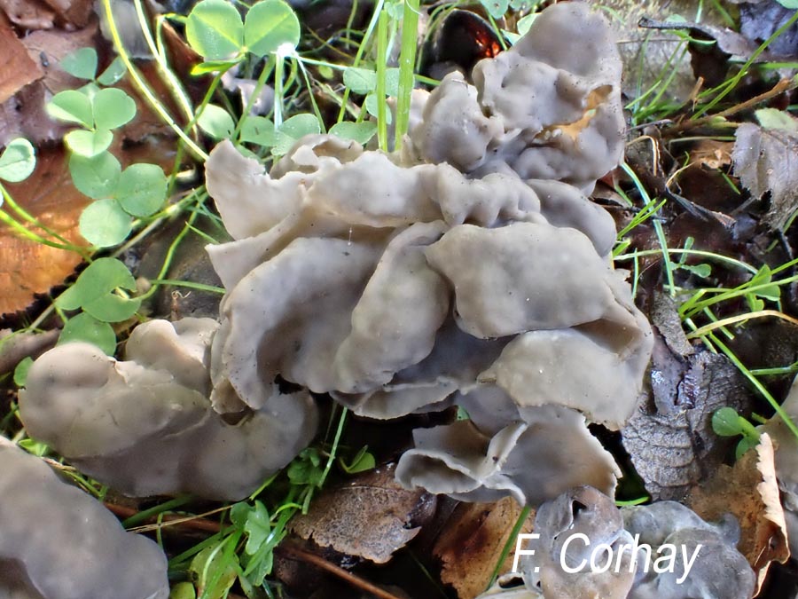 Helvella lacunosa