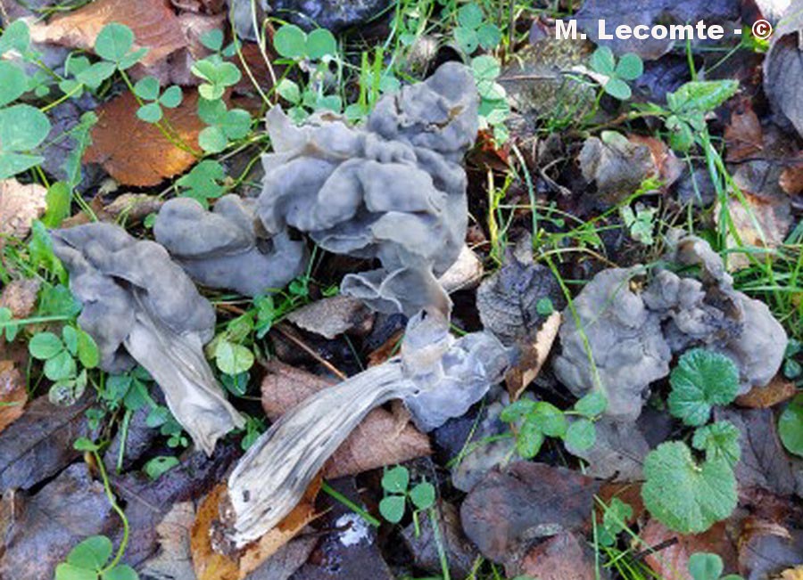 Helvella lacunosa