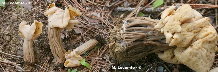 Helvella pityophila