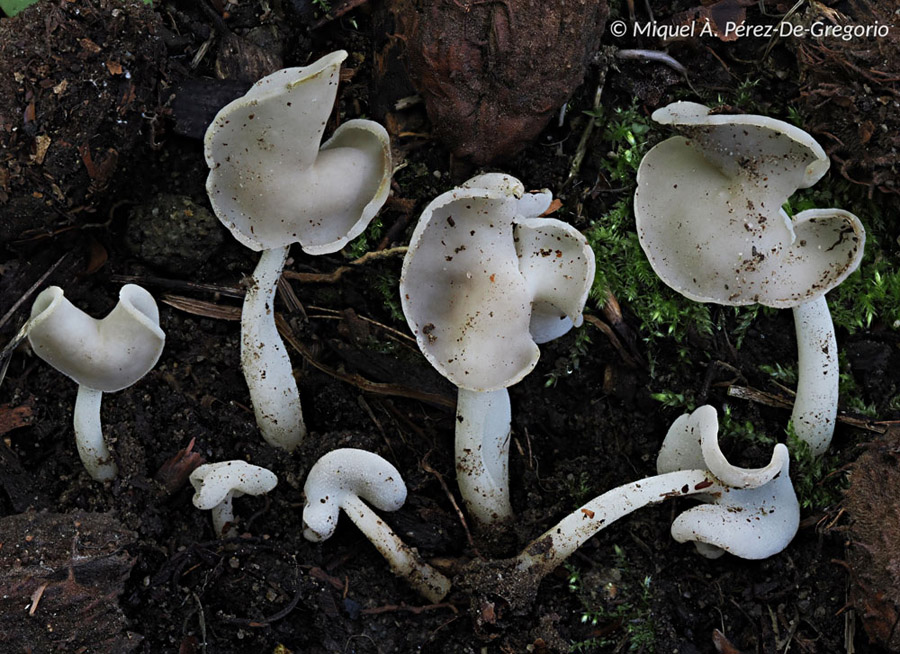 Helvella sublicia