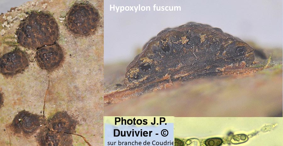 Hypoxylon fuscum