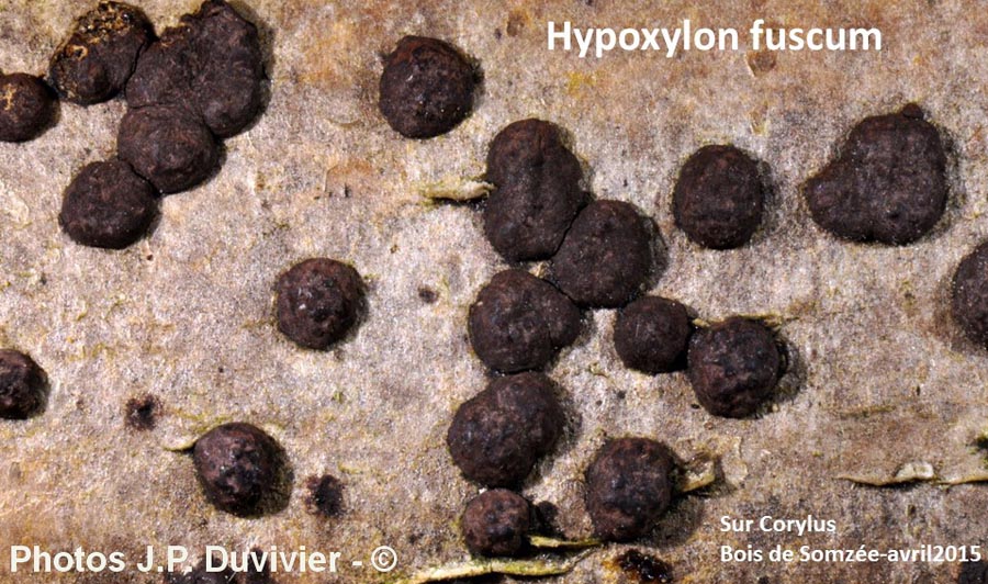 Hypoxylon fuscum