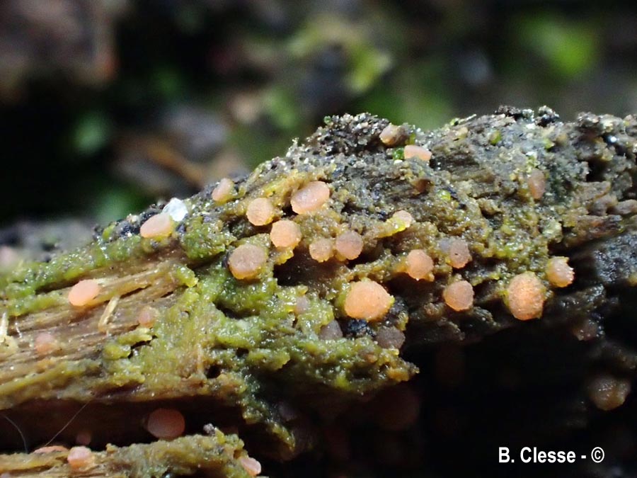 Iodophanus carneus