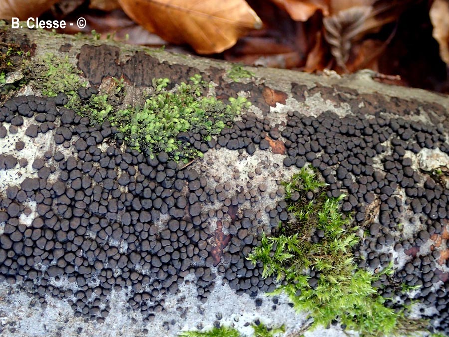 Jackrogersella cohaerens (Hypoxylon cohaerens)