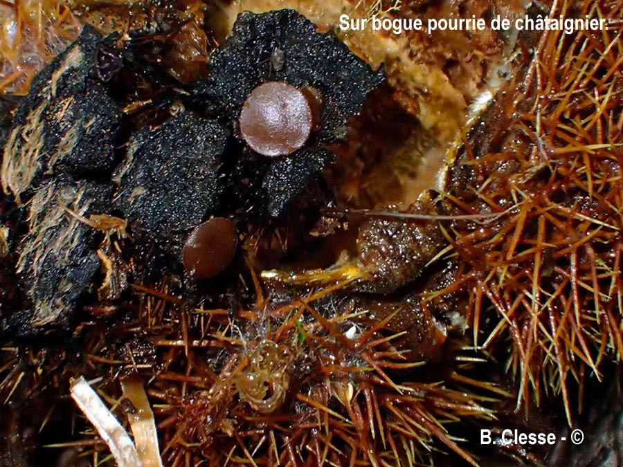 Lanzia echinophila