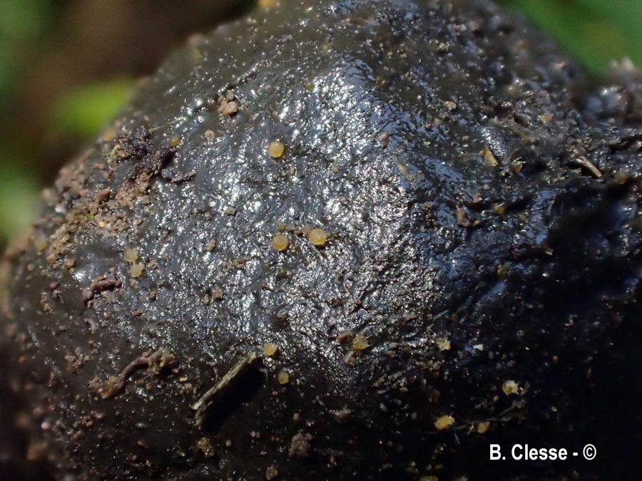 Lasiobolus cuniculi