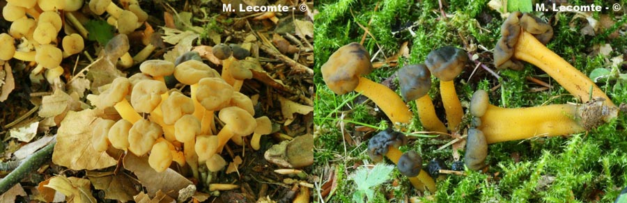 Leotia lubrica