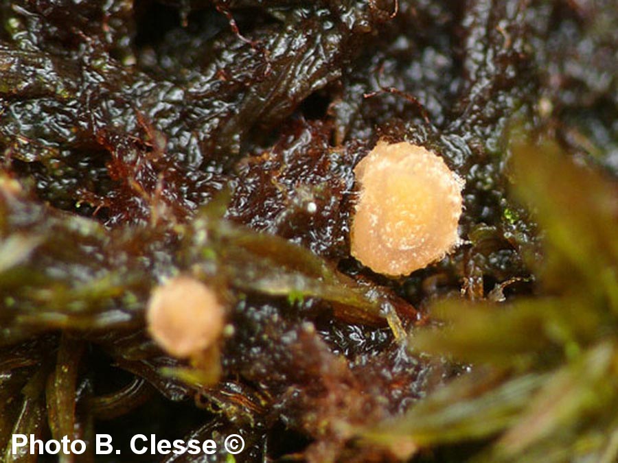 Octospora affinis