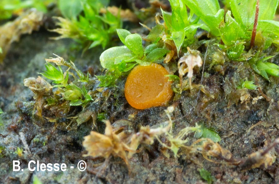 Octospora excipulata