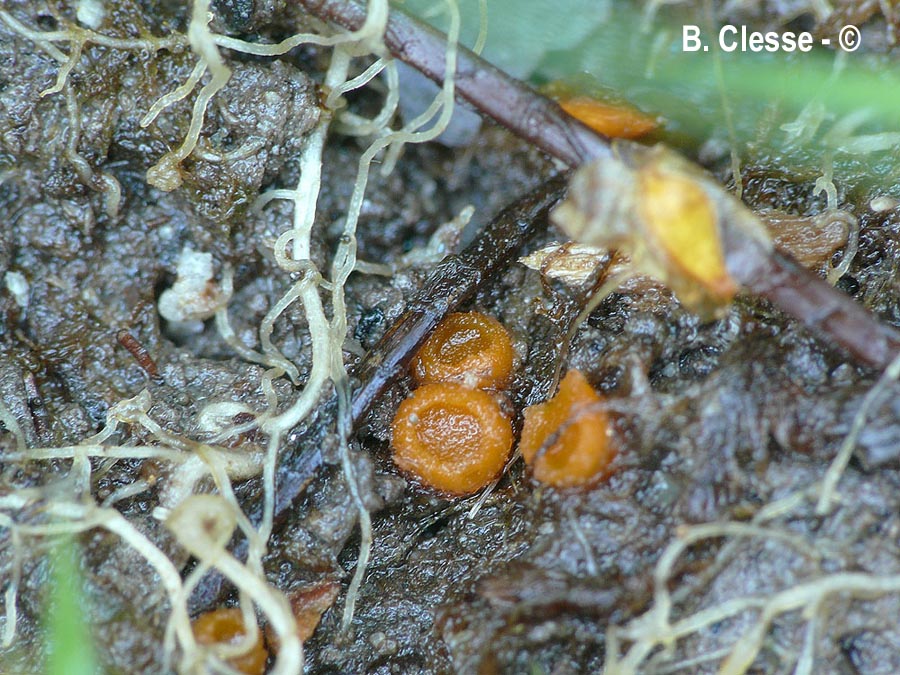 Octospora humosa