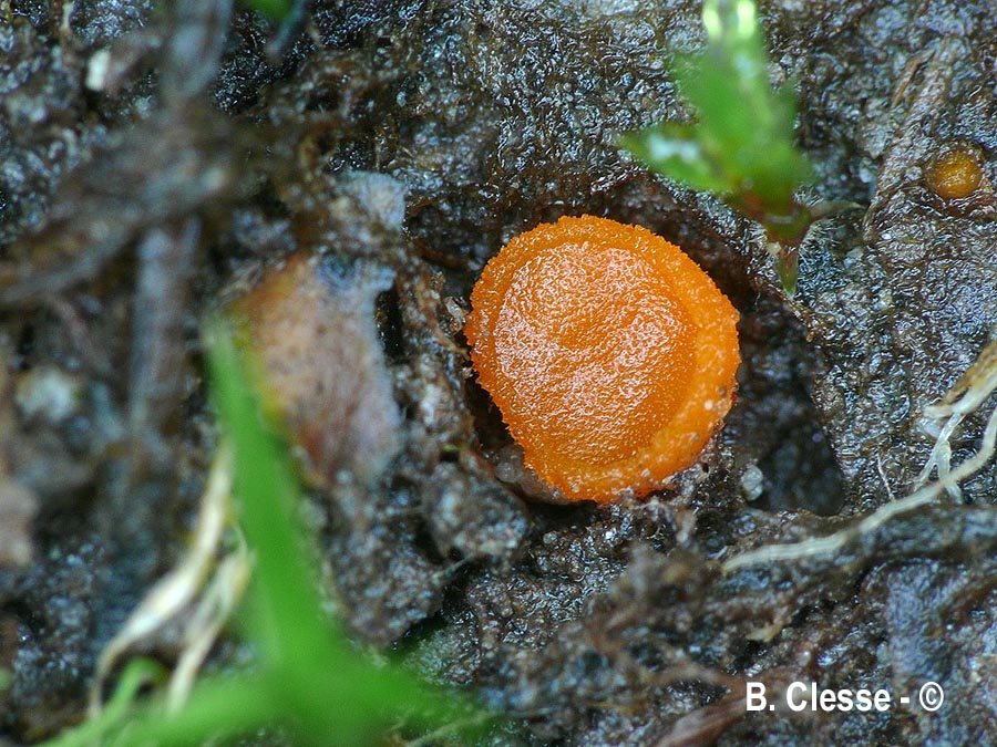 Octospora humosa