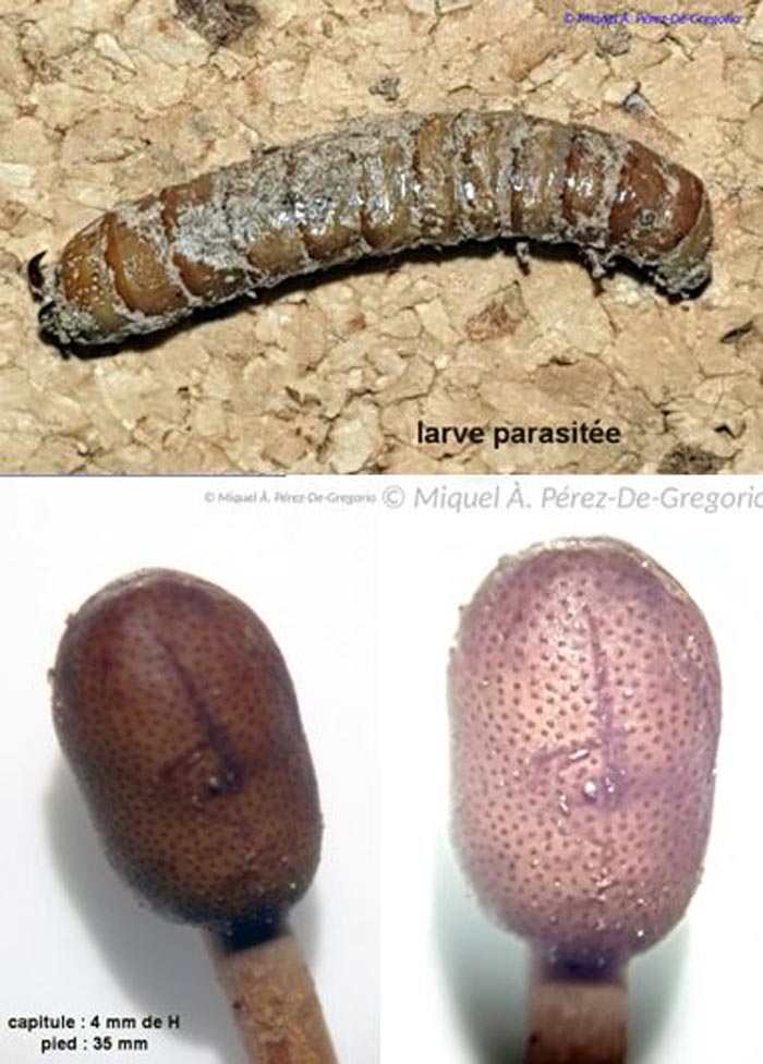 Ophiocordyceps larvicola