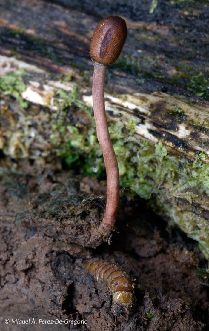 Ophiocordyceps larvicola