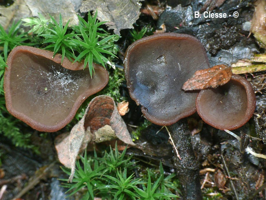 Peziza limnaea