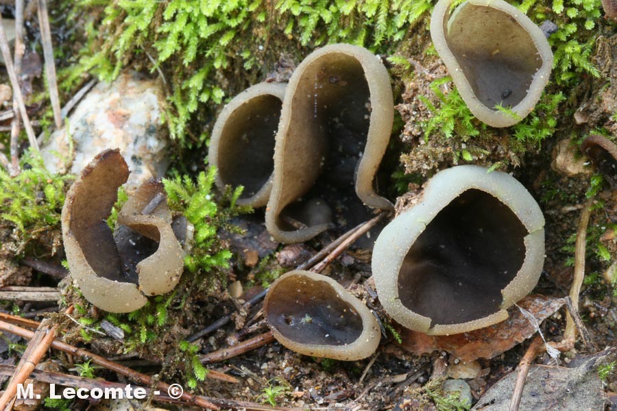 Peziza succosella