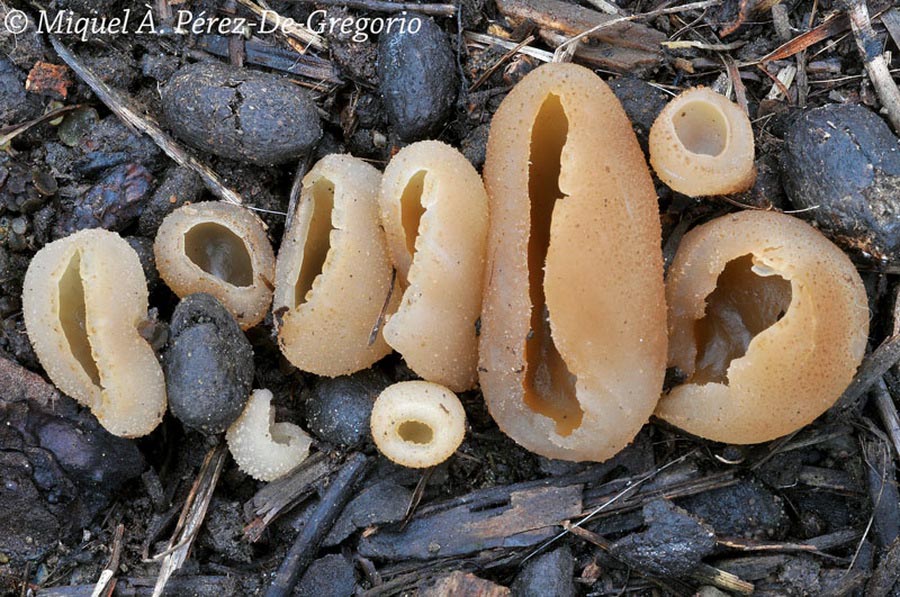 Peziza vesiculosa