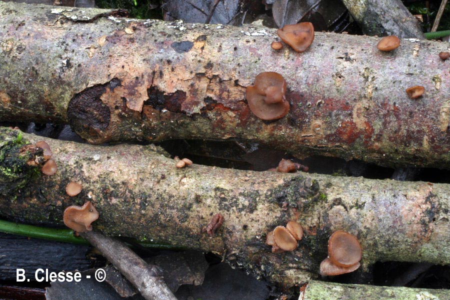 Rutstroemia alni