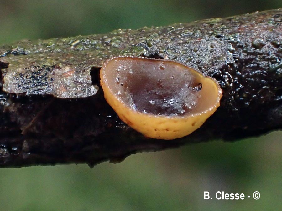 Rutstroemia alni