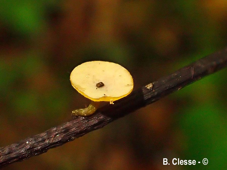 Lanzia luteovirescens (Rutstroemia luteovirescens)