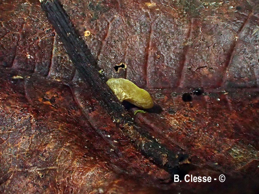 Lanzia luteovirescens (Rutstroemia luteovirescens)
