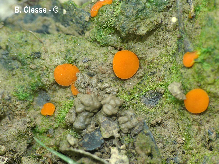 Scutellinia crucipila