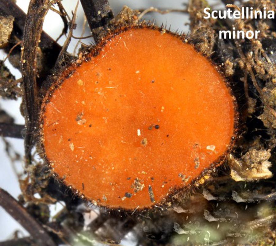 Scutellinia minor