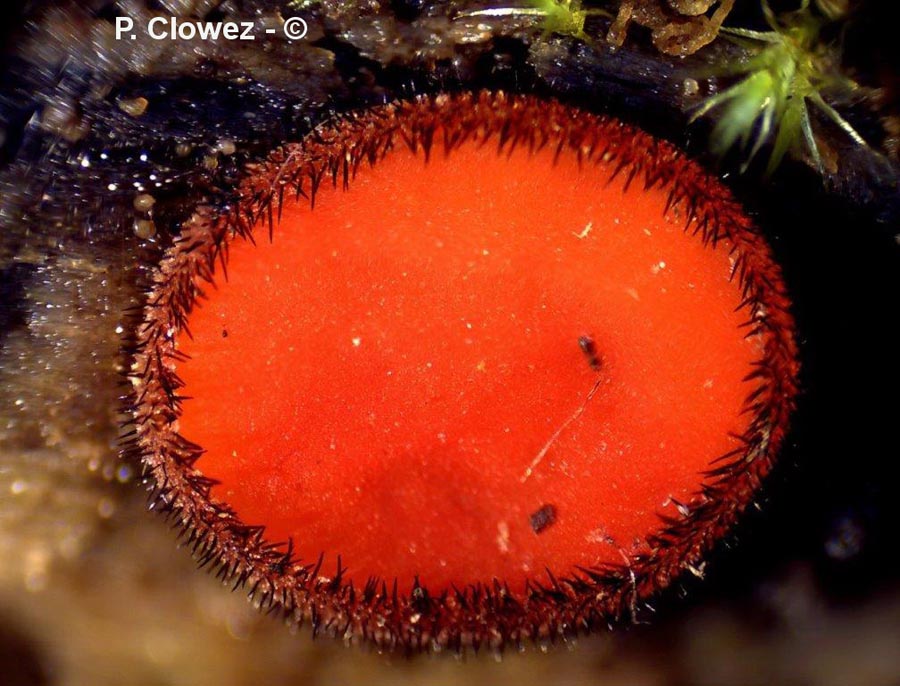 Scutellinia nigrohirtula