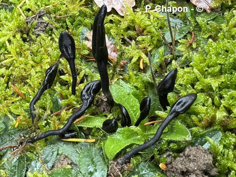 Trichoglossum tetrasporum
