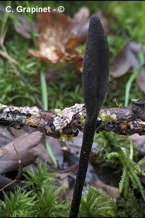 Trichoglossum variabile