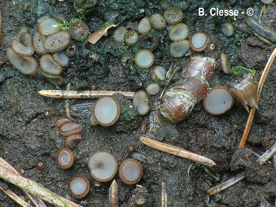 Trichophaea gregaria