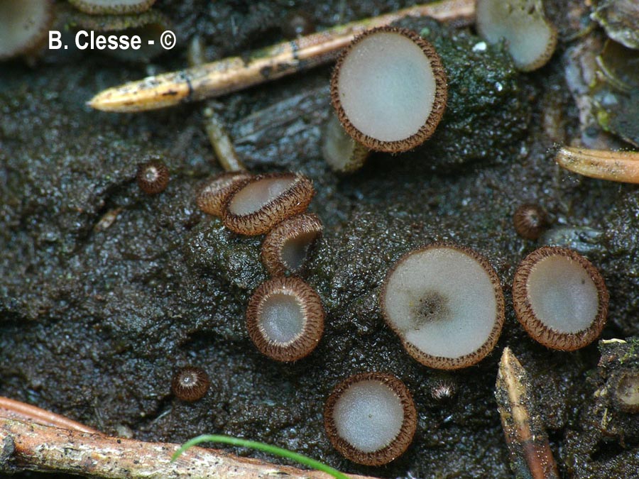 Trichophaea gregaria