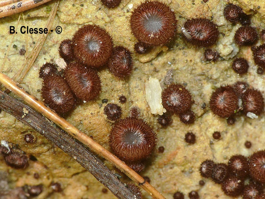 Trichophaea gregaria