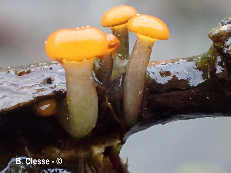 Vibrissea truncorum