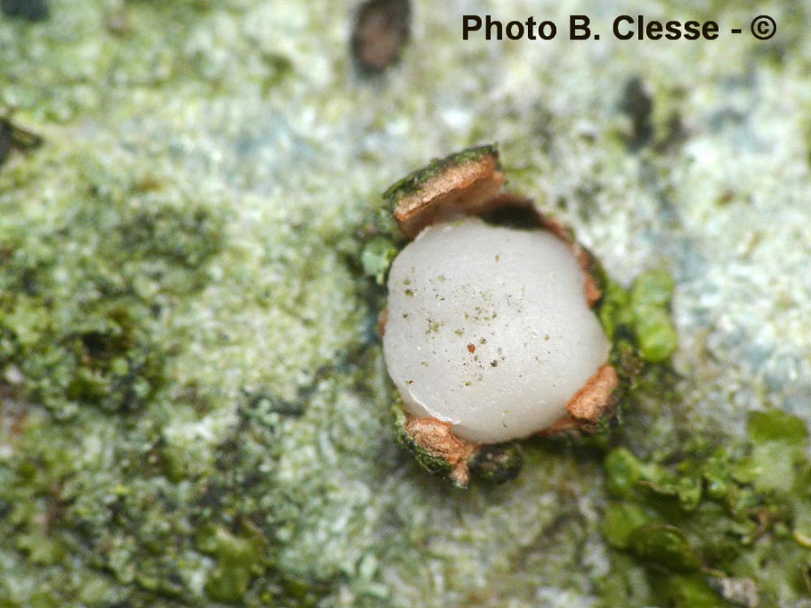 Achroomyces disciformis