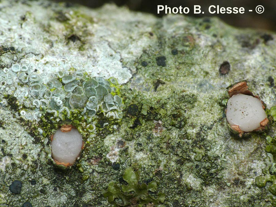 Achroomyces disciformis