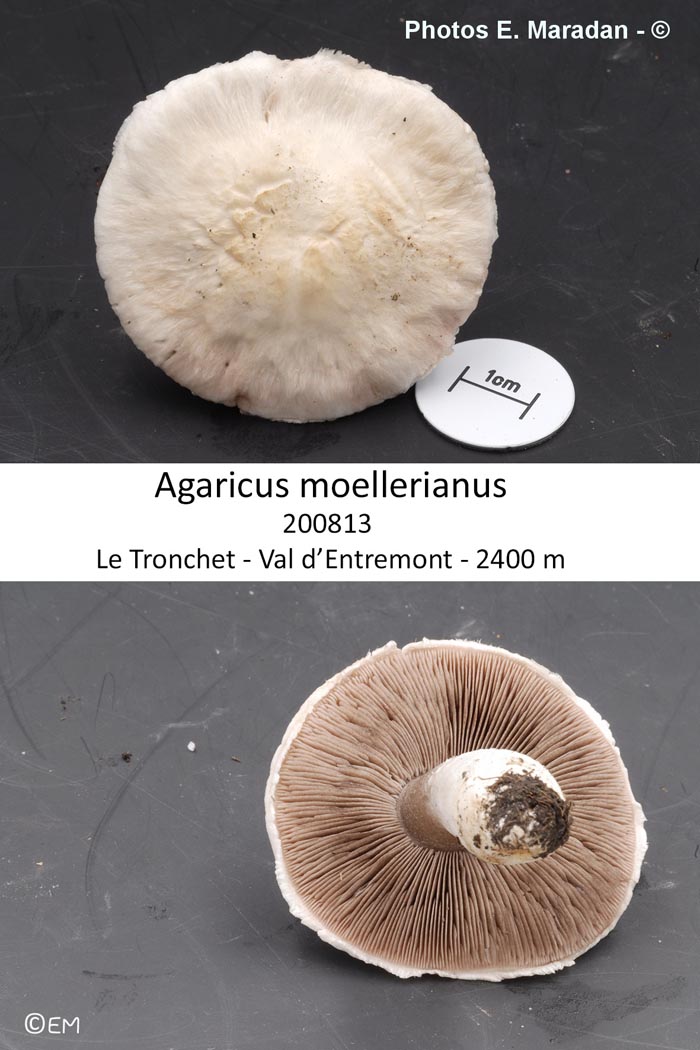 Agaricus moellerianus