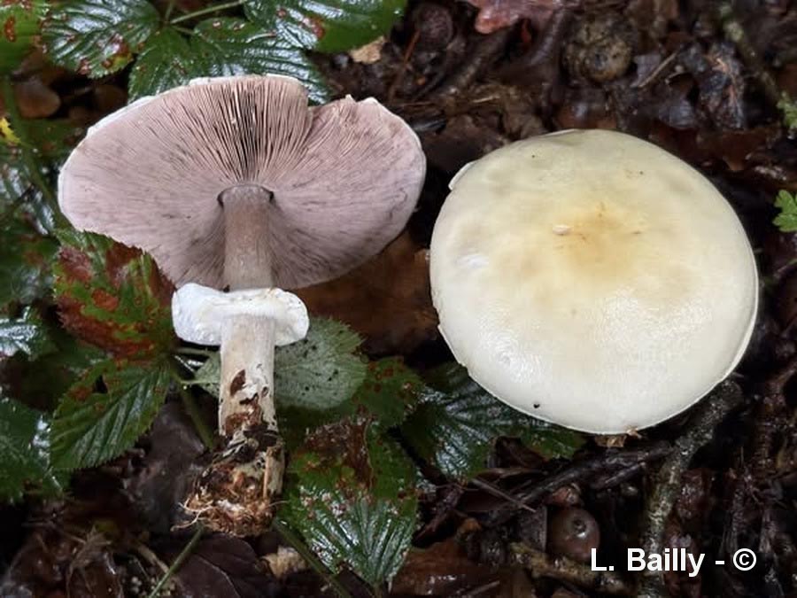 Agaricus sylvicola