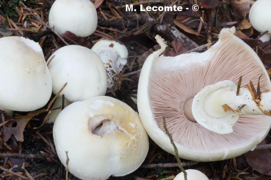 Agaricus sylvicola