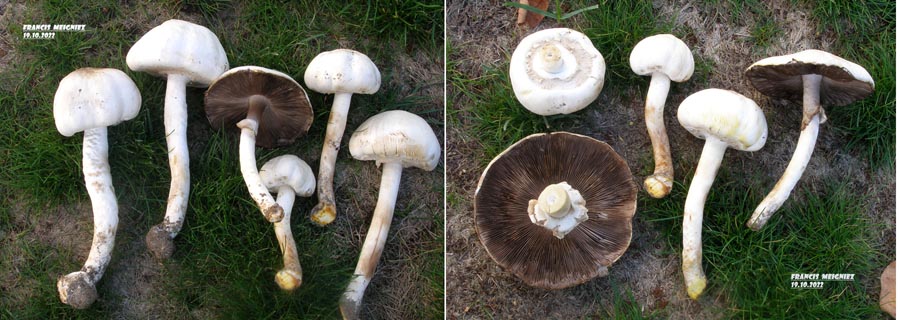 Agaricus xanthodermus