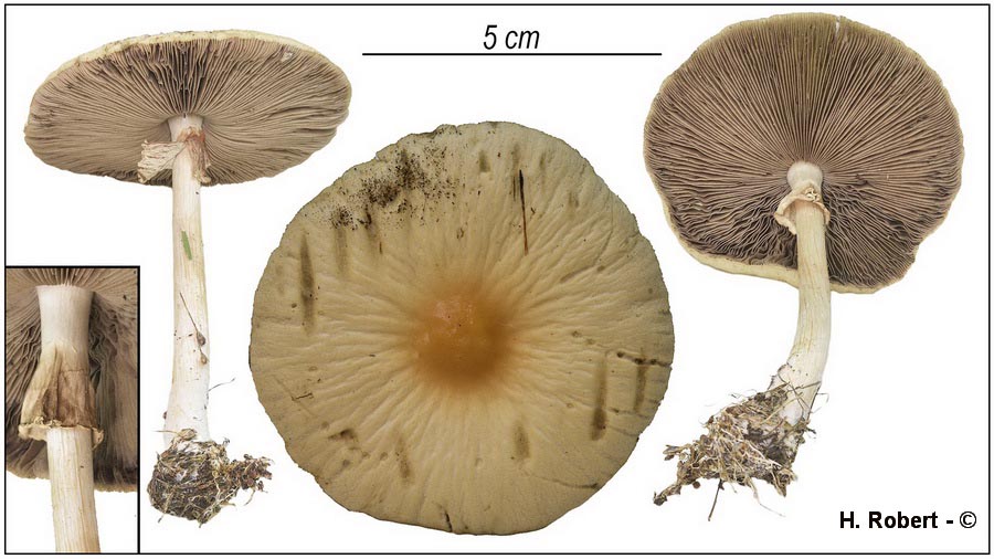 Agrocybe rivulosa