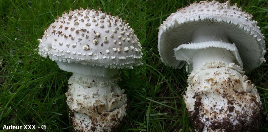 Amanita echinocephala var. bicollariata