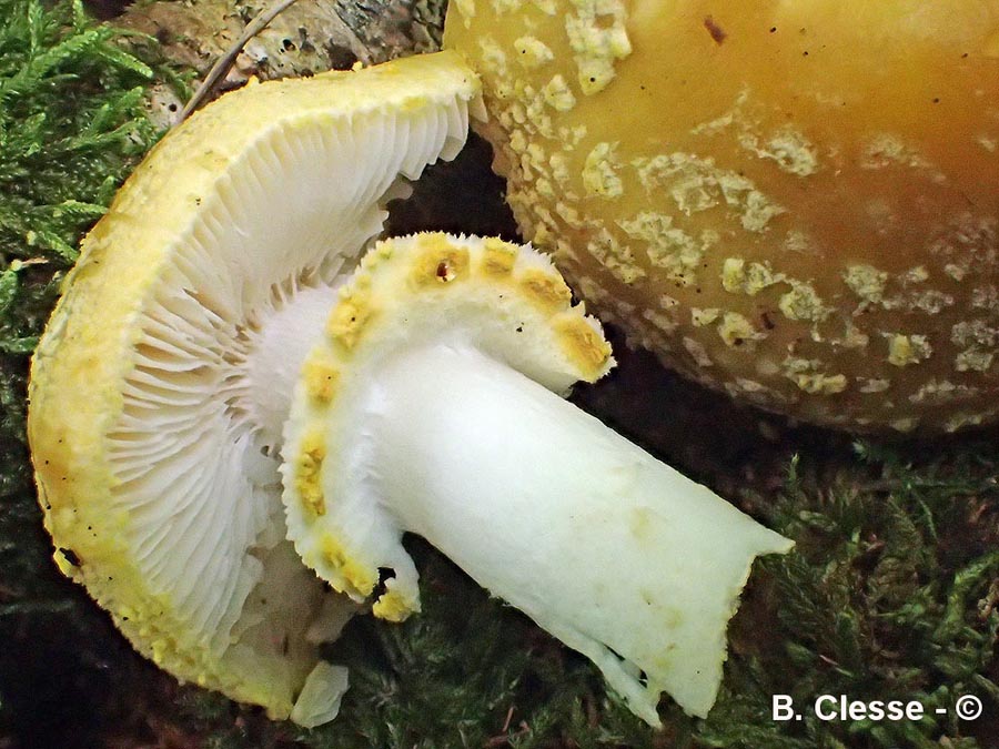 Amanita franchetii