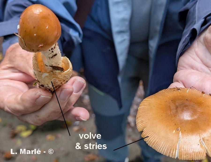 Amanita fulva