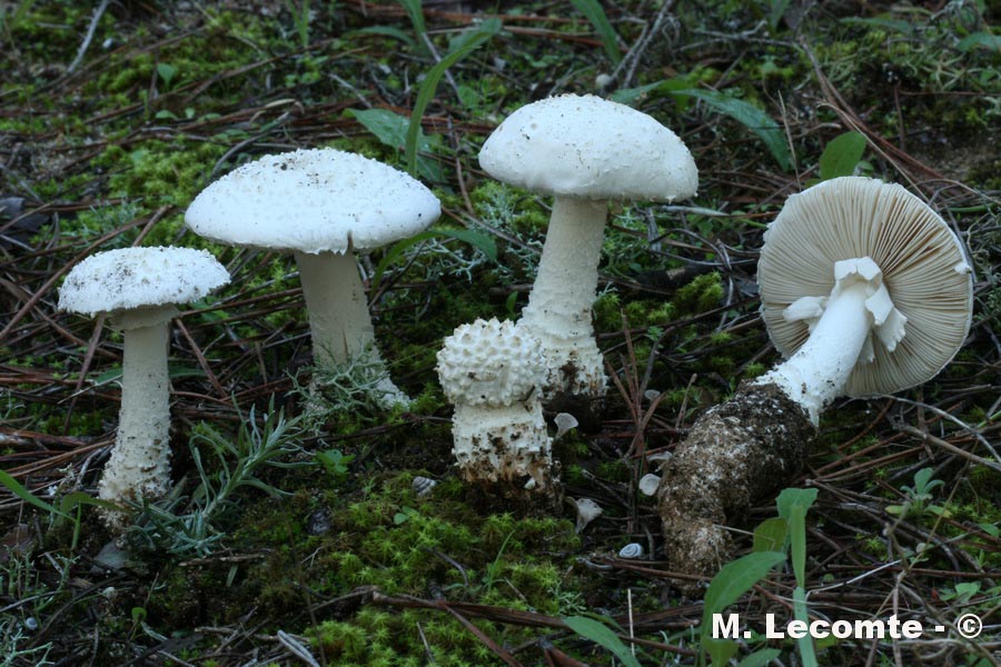 Amanita gracilior