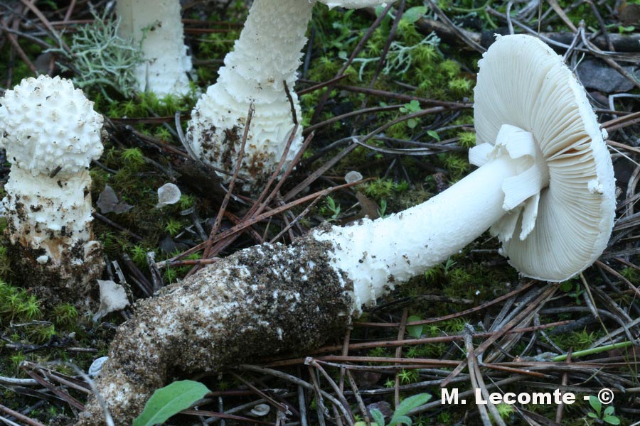 Amanita gracilior