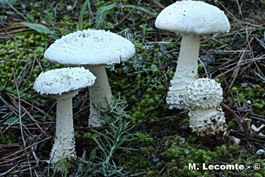 Amanita gracilior