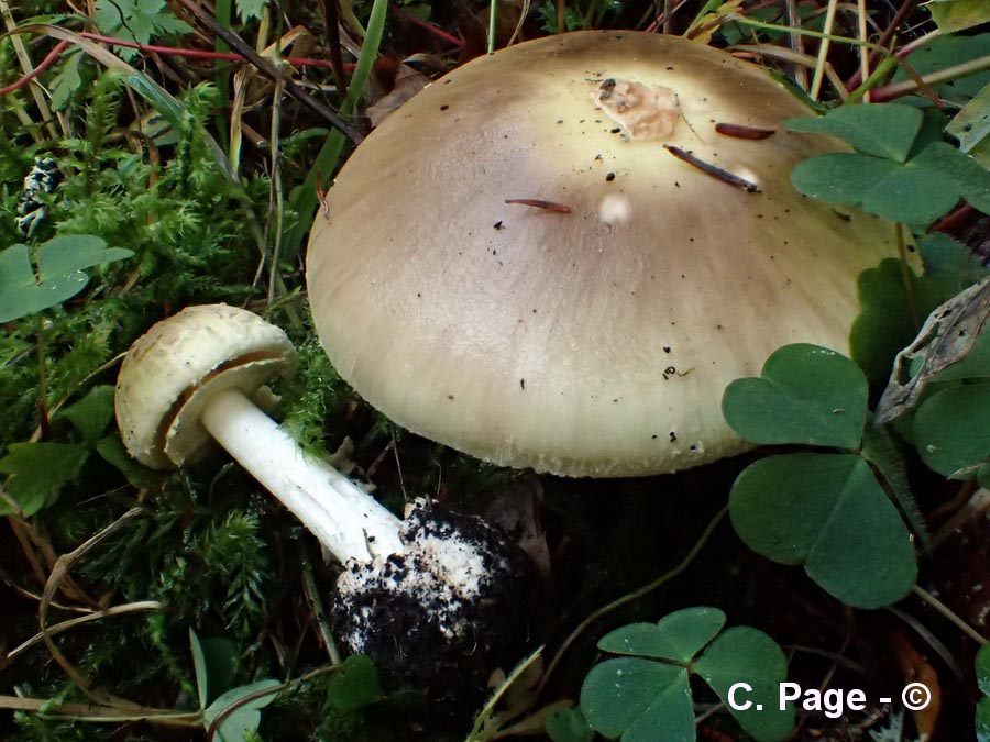 Amanita intermedia