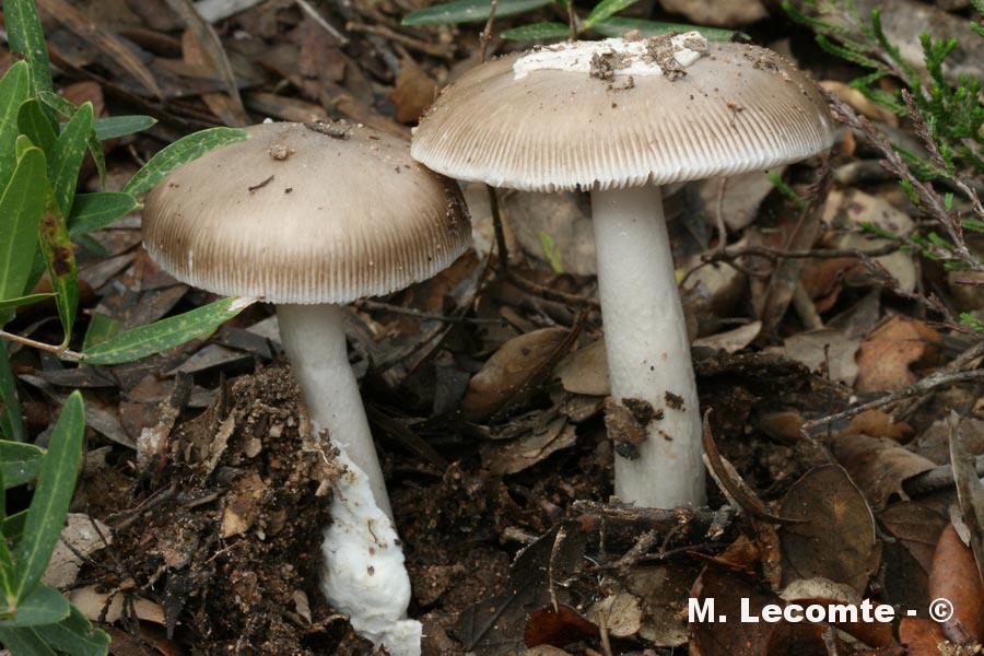 Amanita mairei