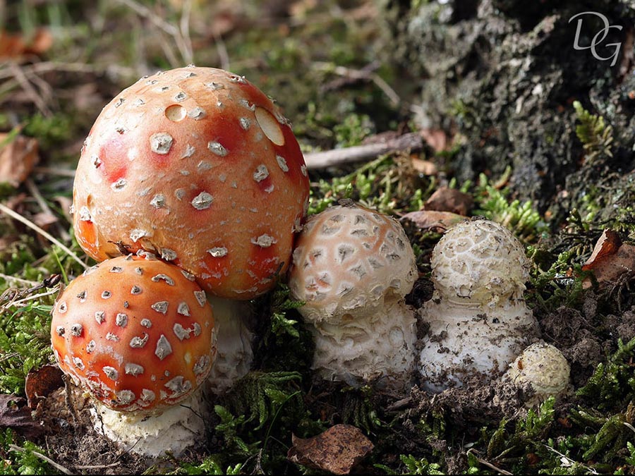 Amanita muscaria var. fuligineoverrucosa